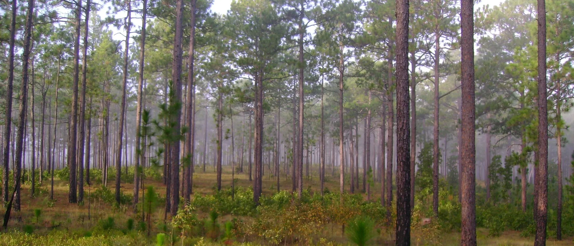 A misty longleaf pine savanna, widely spaced trunks receding into fog above a low green understory.
